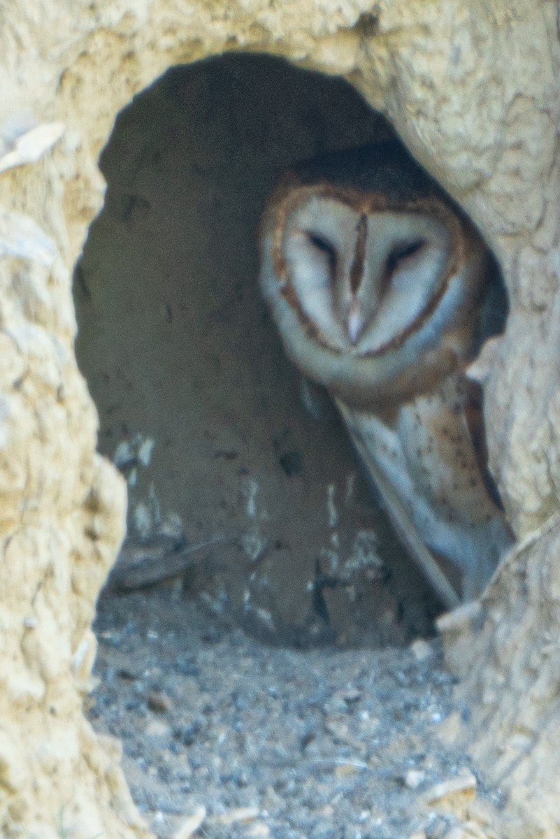 Barn Owl - Alex Kessock