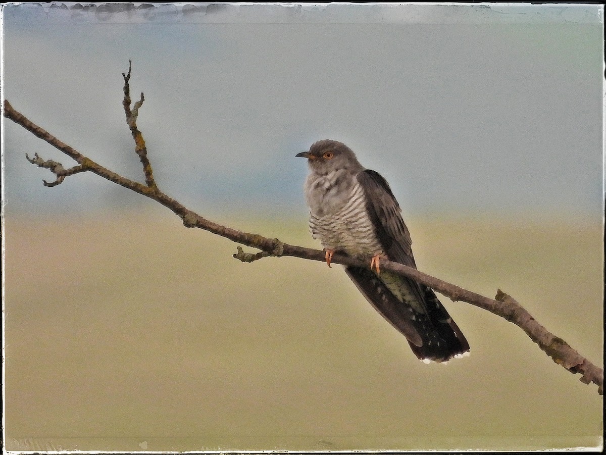 Common Cuckoo - Zbigniew Szwab