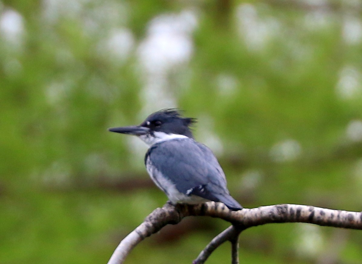 Belted Kingfisher - ML620448407