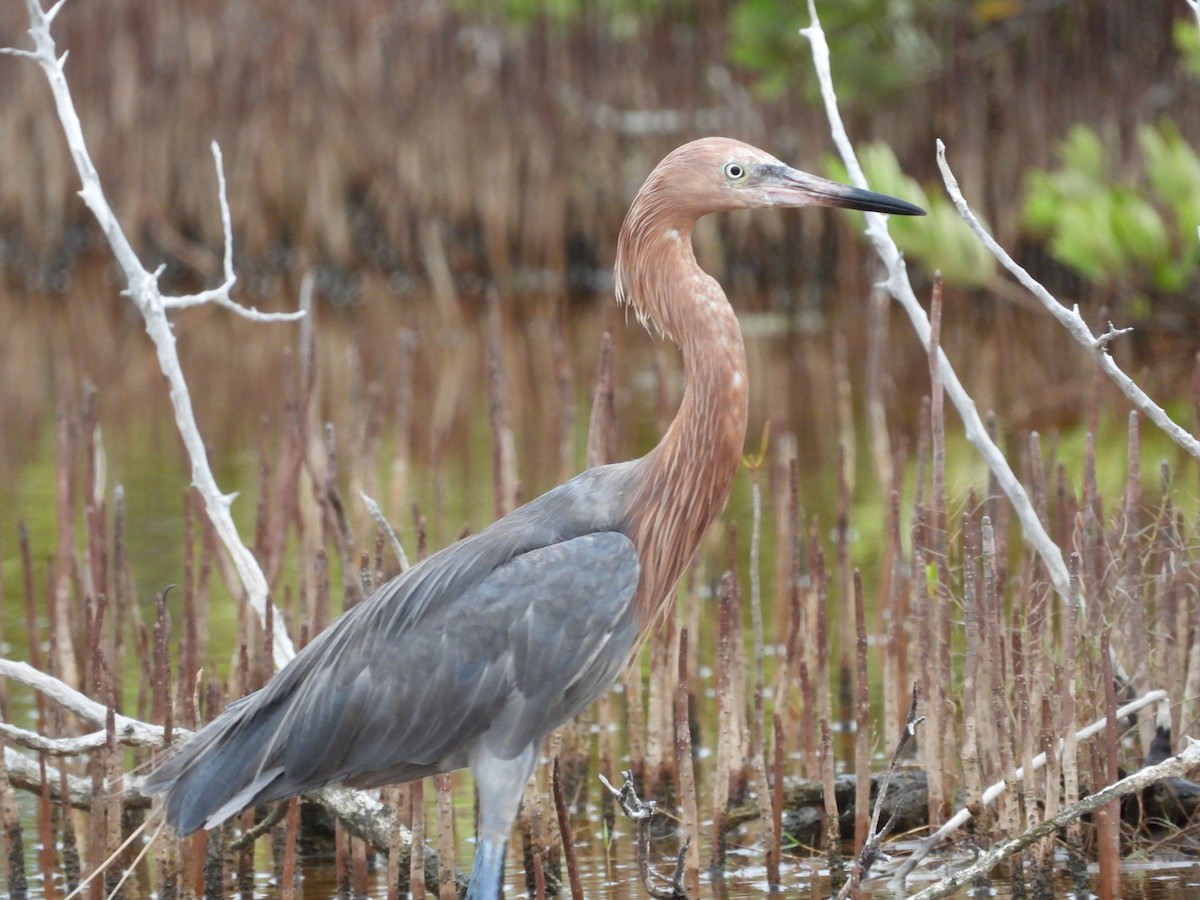 Reddish Egret - ML620448408