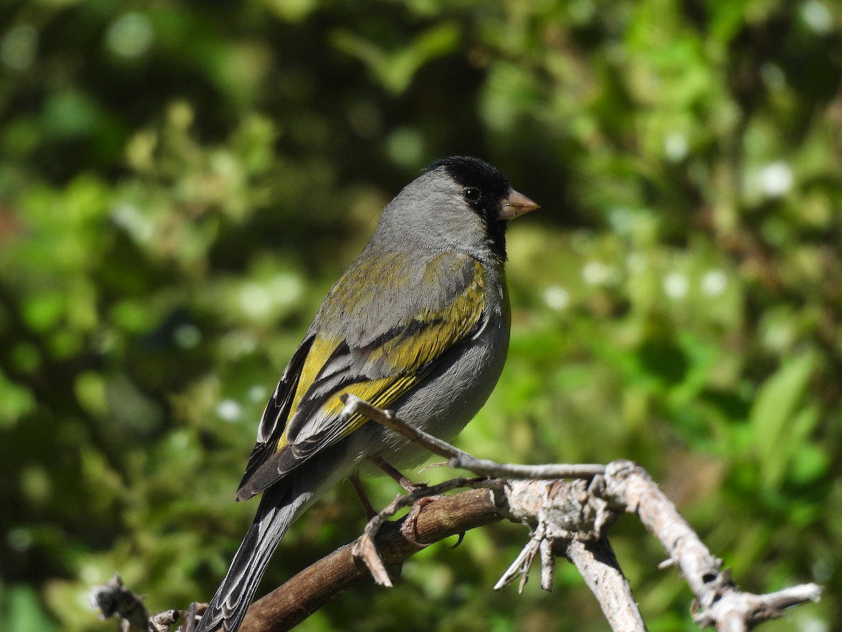 Lawrence's Goldfinch - ML620448410