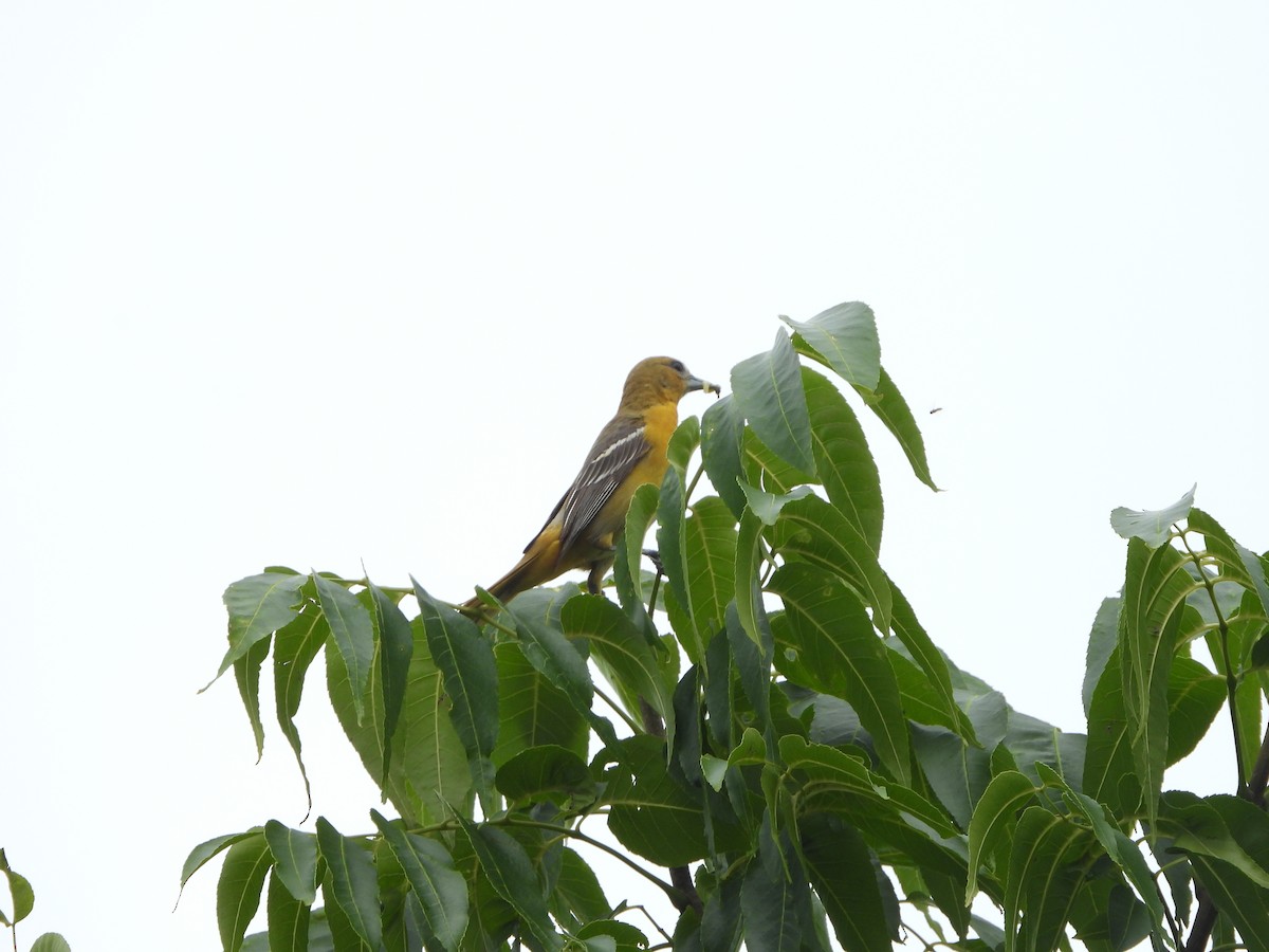 Baltimore Oriole - ML620448411