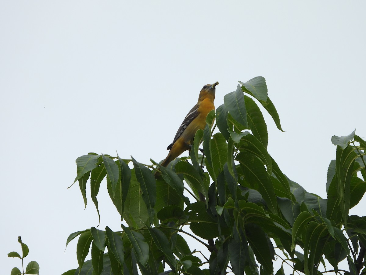 Baltimore Oriole - ML620448412