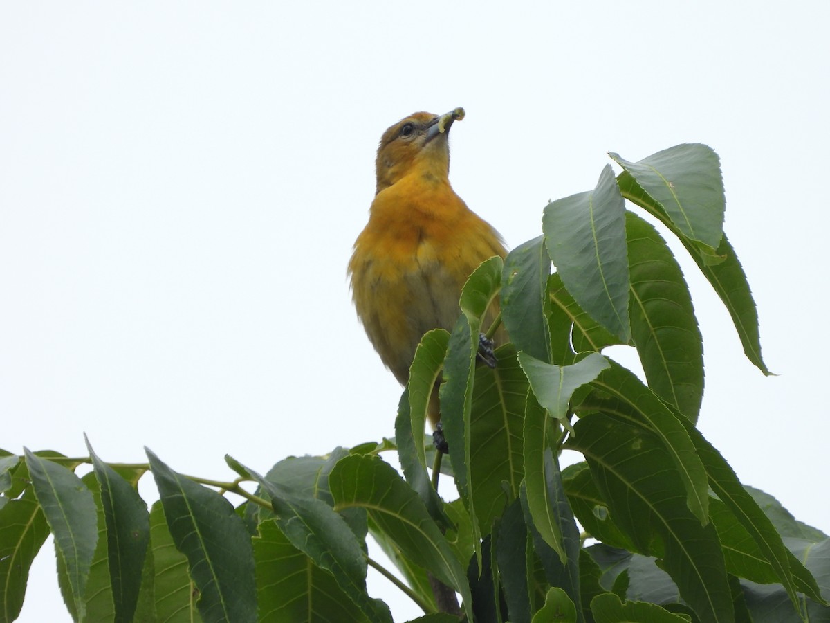 Baltimore Oriole - ML620448413