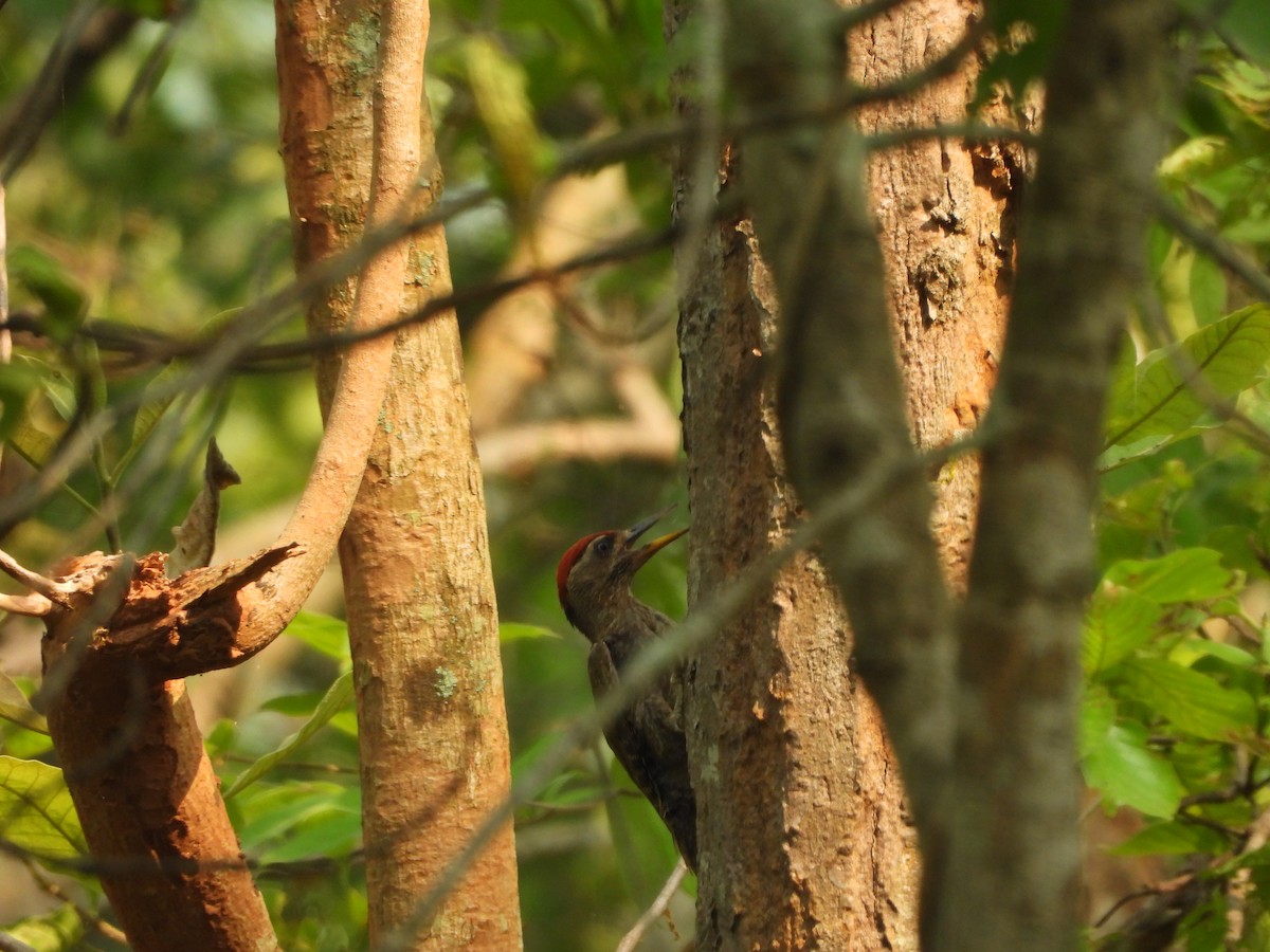 Streak-throated Woodpecker - Satya Sidharth Das
