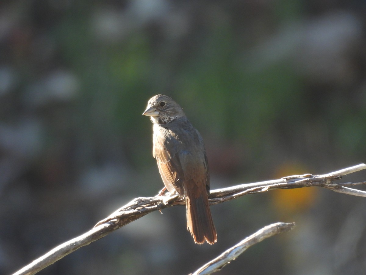 Fox Sparrow - ML620448418