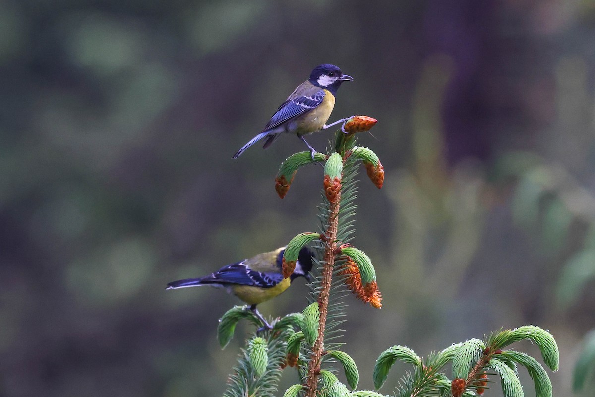 Green-backed Tit - ML620448421