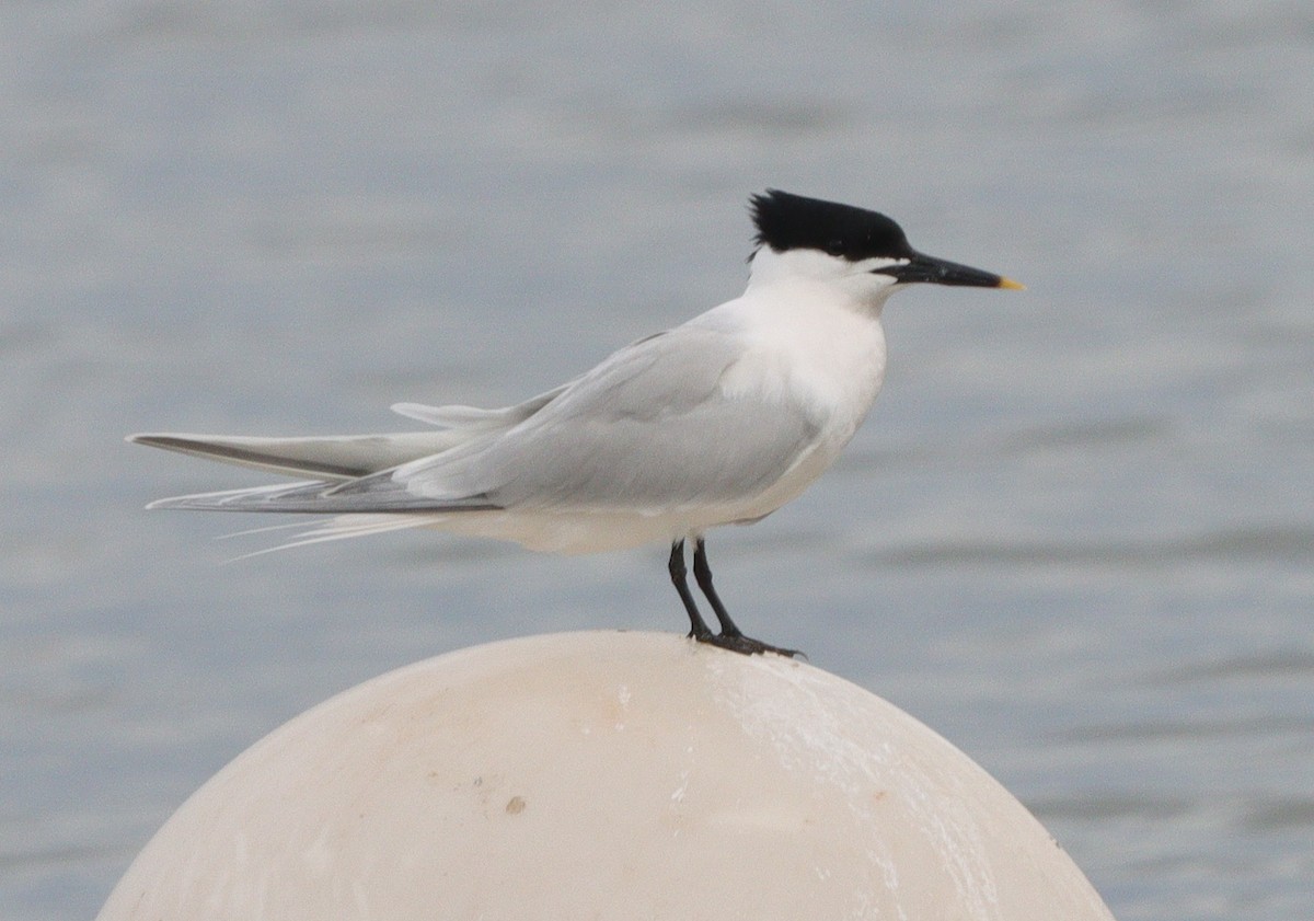 Sandwich Tern - ML620448422