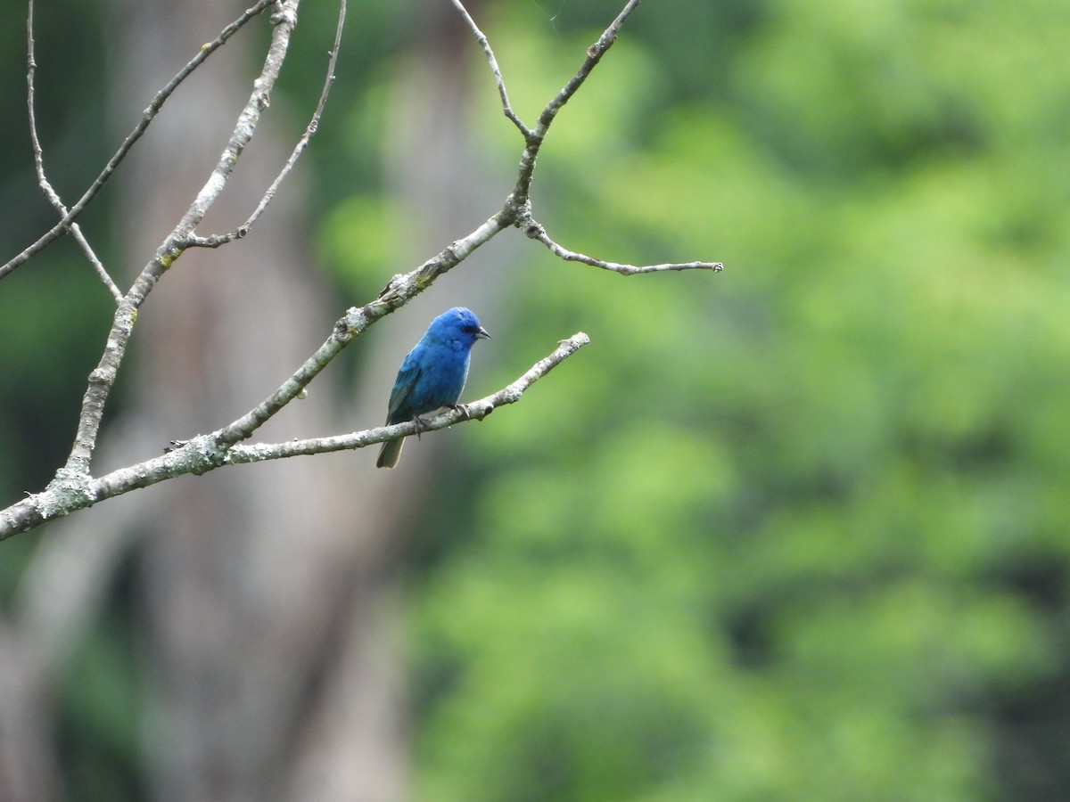 Indigo Bunting - ML620448426