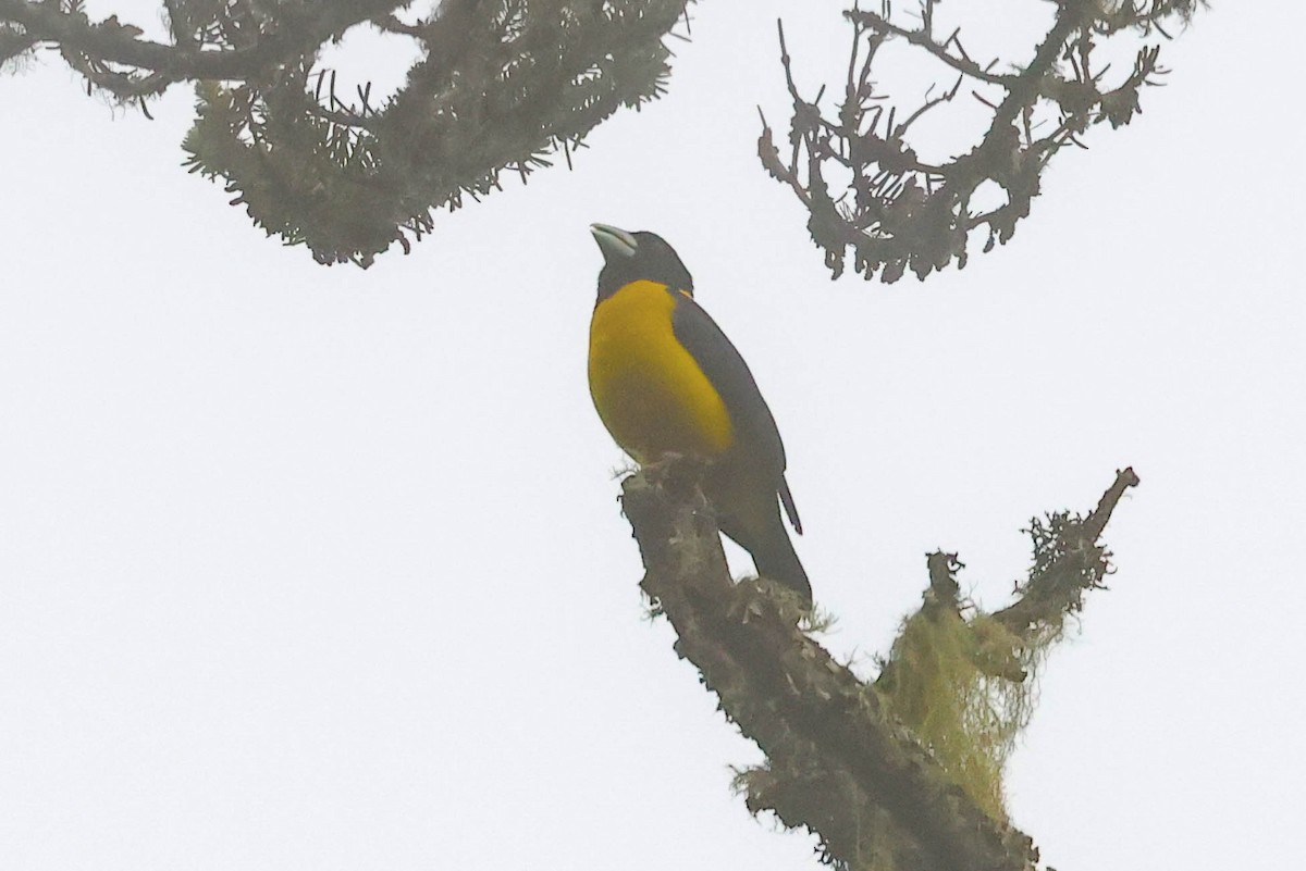 Collared Grosbeak - ML620448431