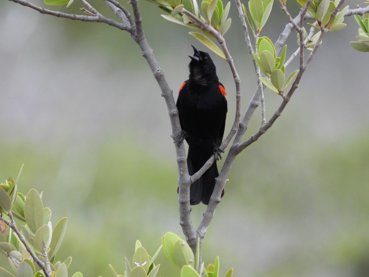 Al Kanatlı Karatavuk [phoeniceus grubu] - ML620448433