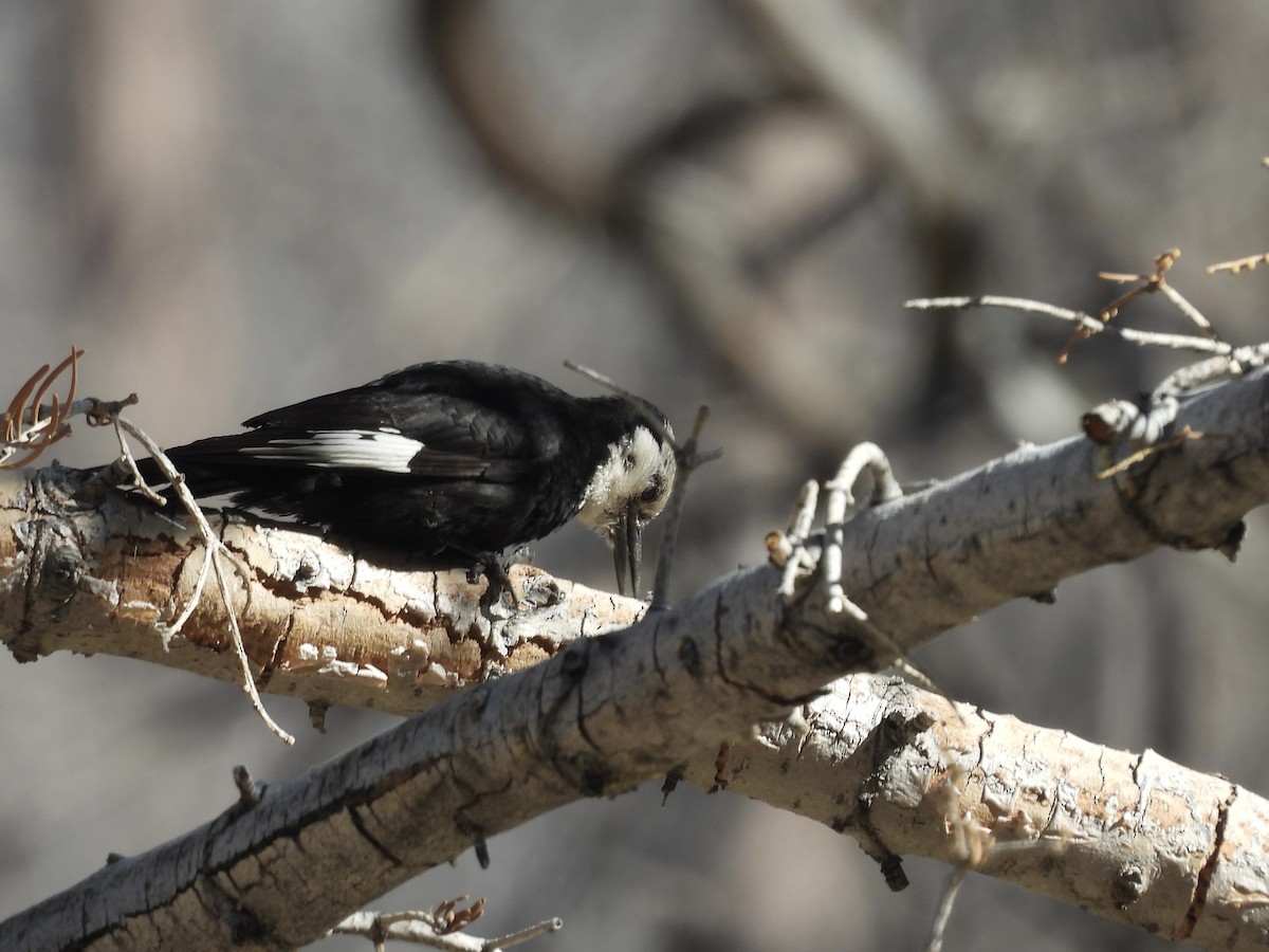 White-headed Woodpecker - ML620448434