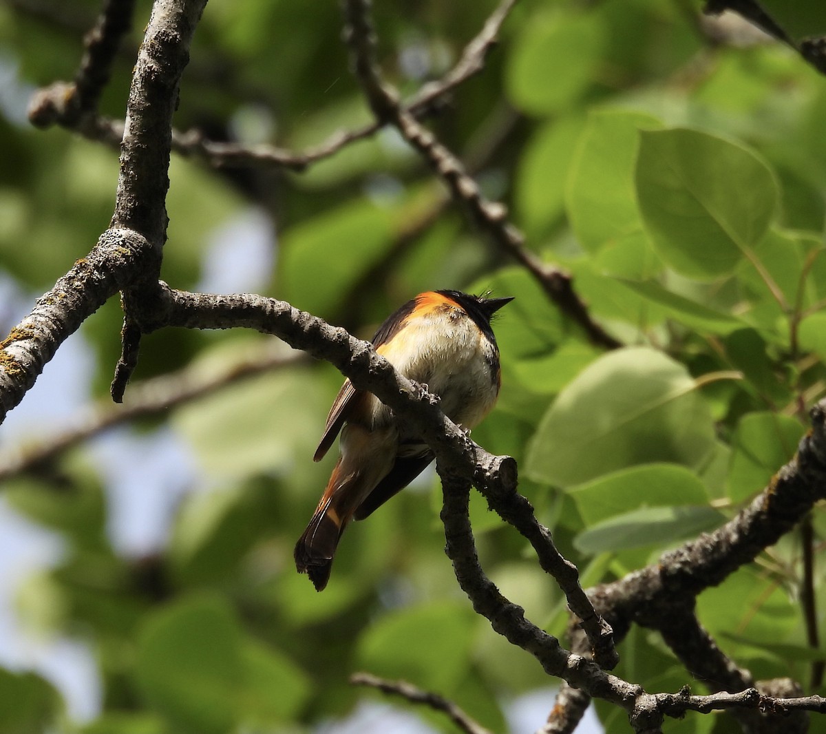 American Redstart - ML620448436