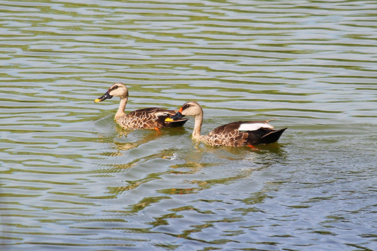 Indian Spot-billed Duck - ML620448443
