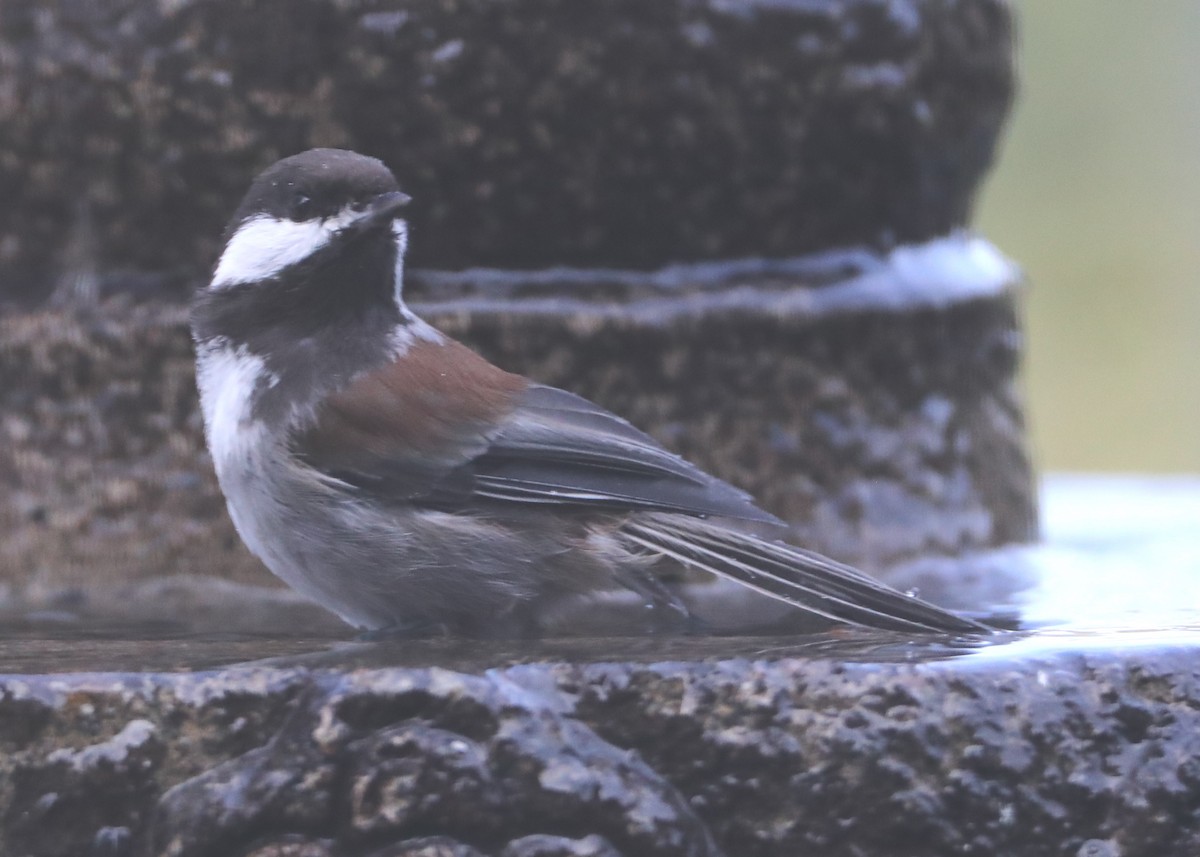 Chestnut-backed Chickadee - ML620448446