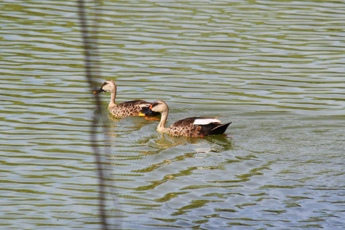 Indian Spot-billed Duck - ML620448449