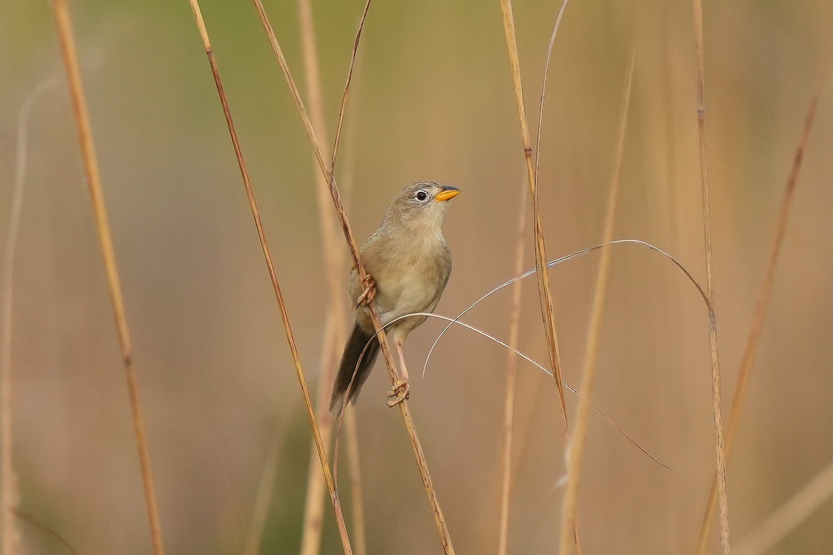 Wedge-tailed Grass-Finch - ML620448461