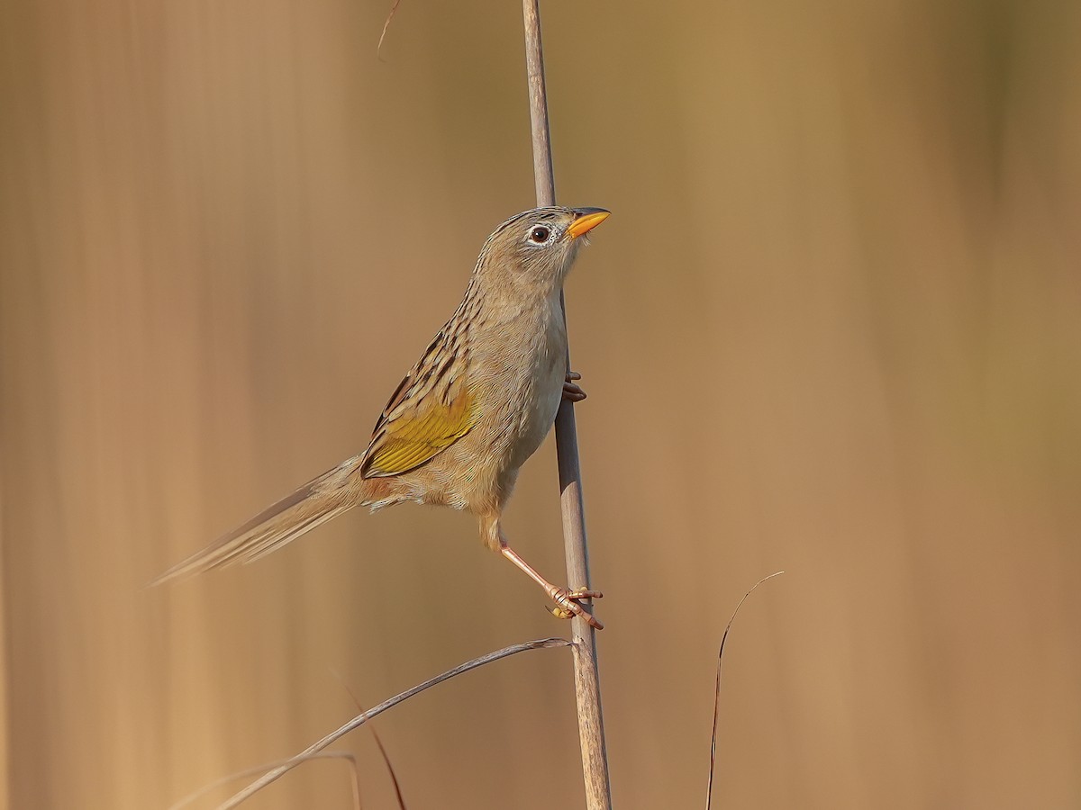 Wedge-tailed Grass-Finch - ML620448462