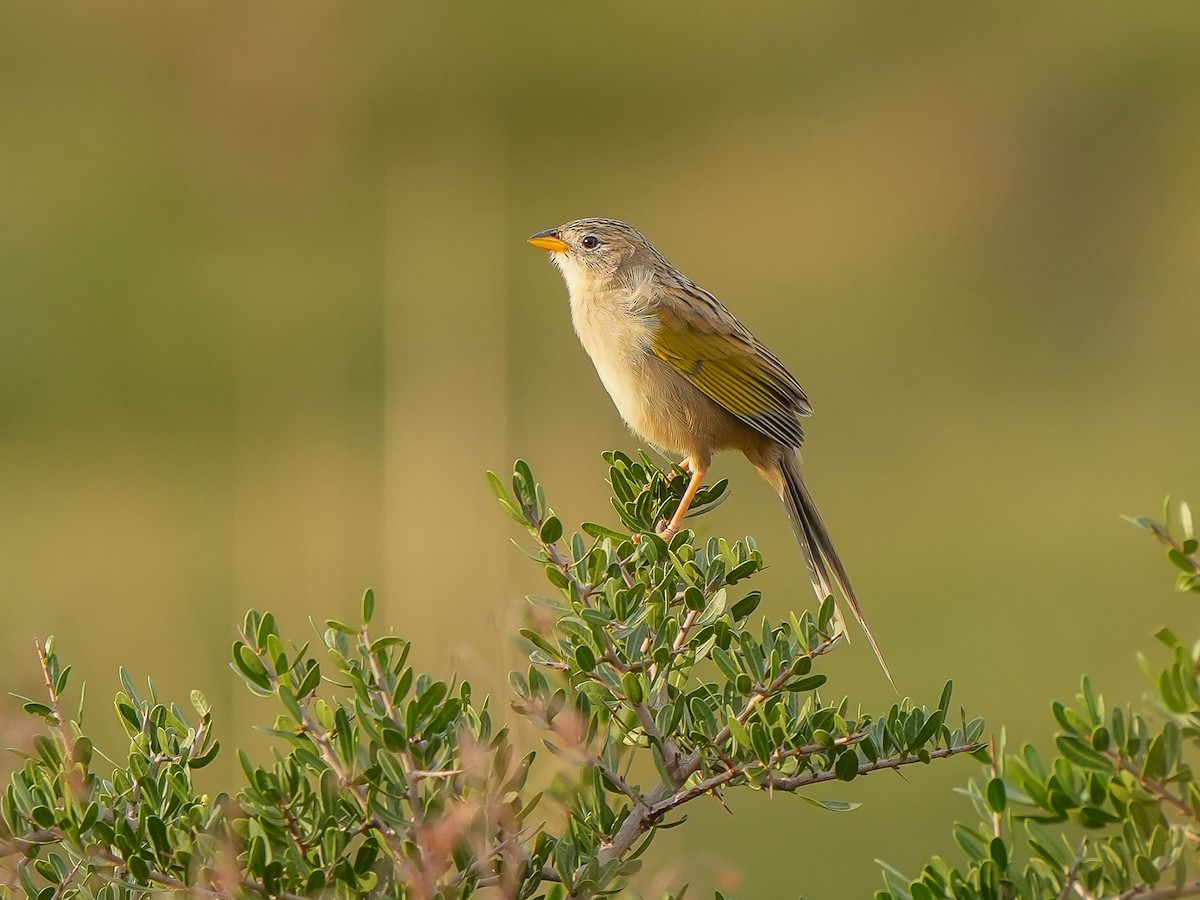 Wedge-tailed Grass-Finch - ML620448463