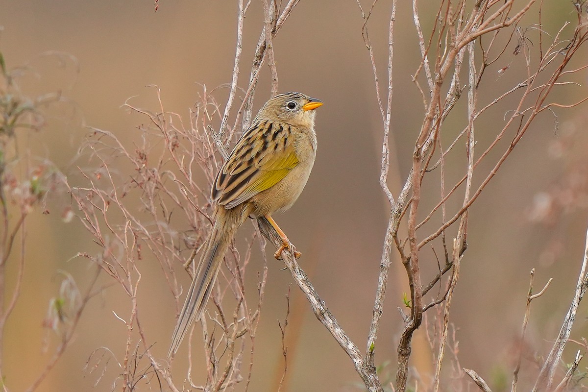 Wedge-tailed Grass-Finch - ML620448464