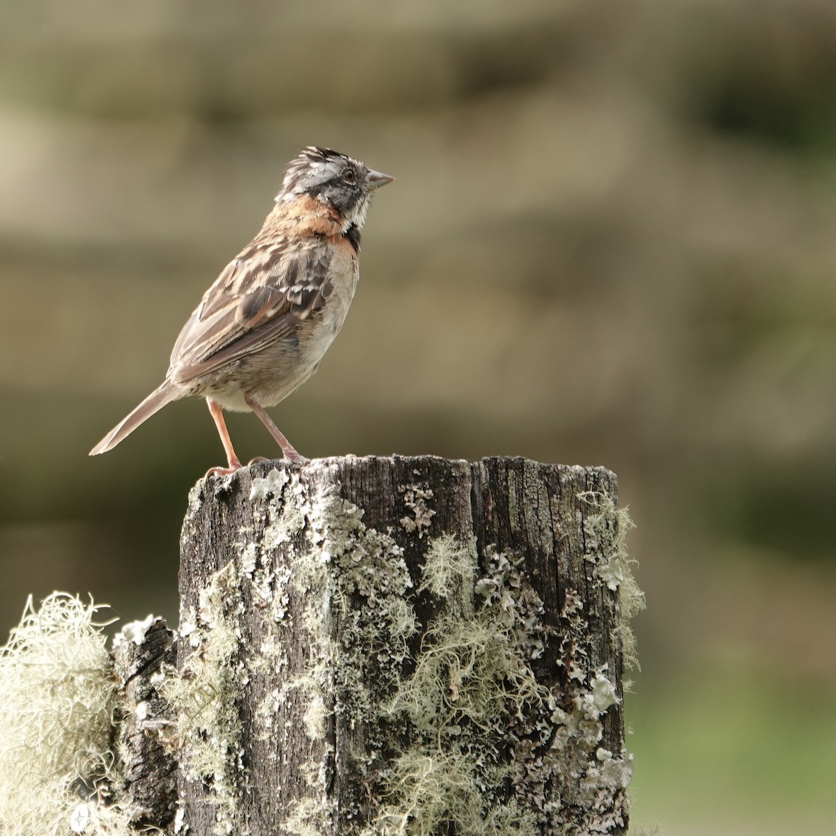 Rufous-collared Sparrow - ML620448473