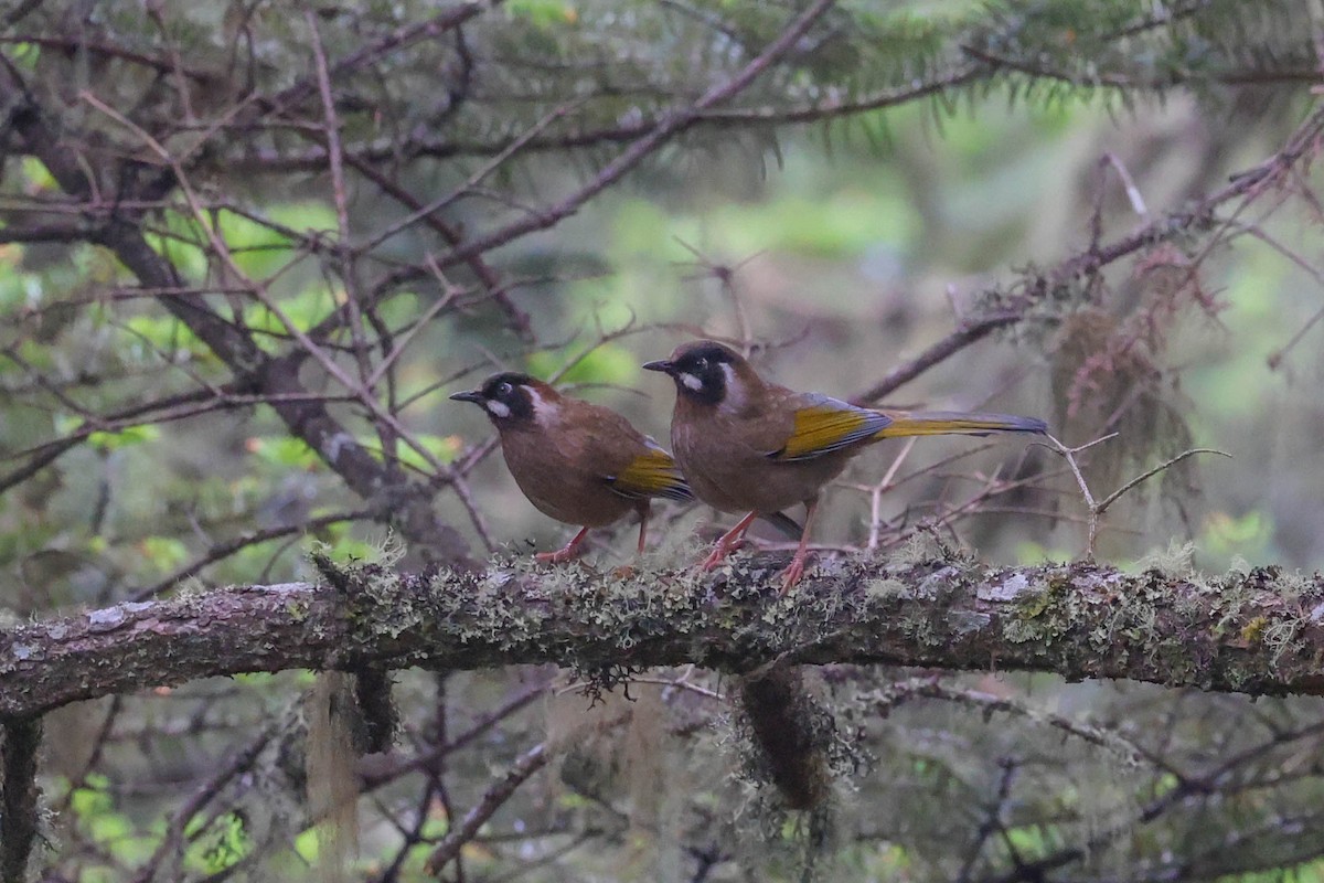 Black-faced Laughingthrush - ML620448475