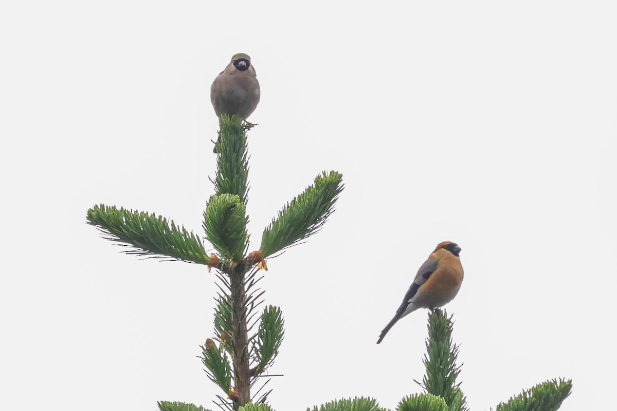 Red-headed Bullfinch - ML620448480