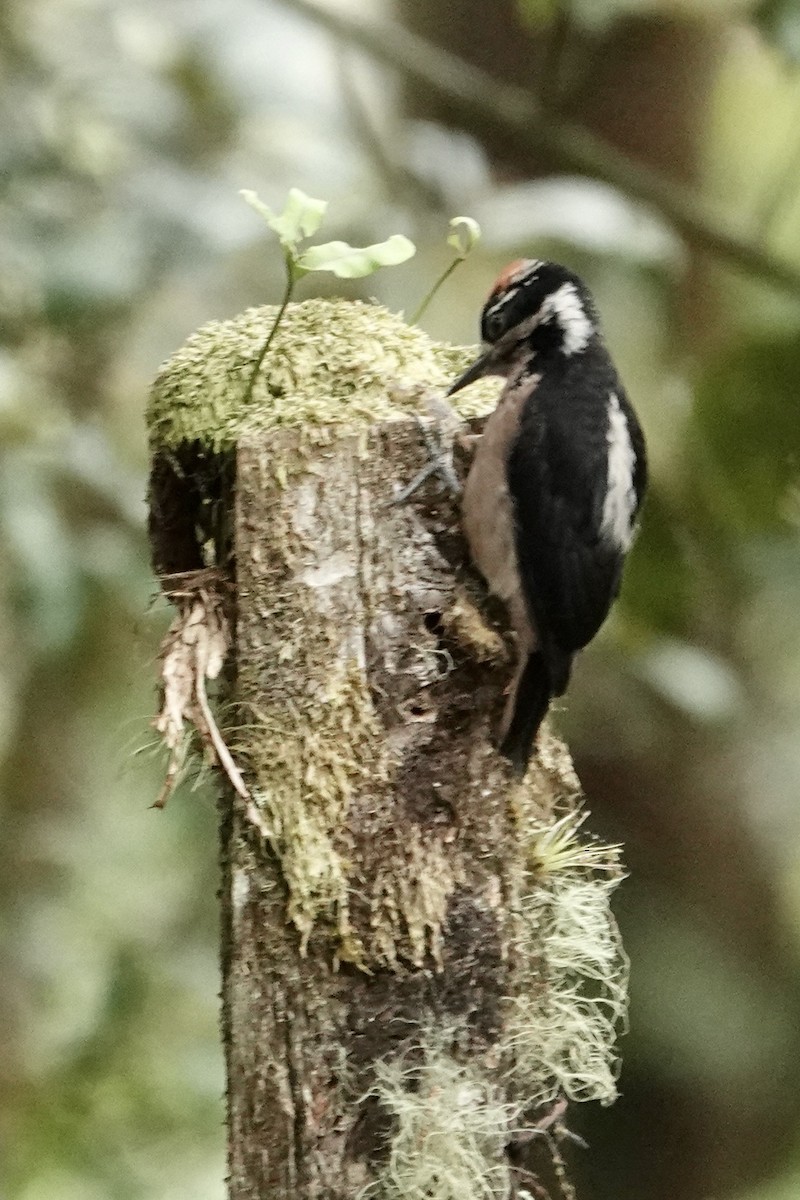 Hairy Woodpecker (Costa Rican) - ML620448483