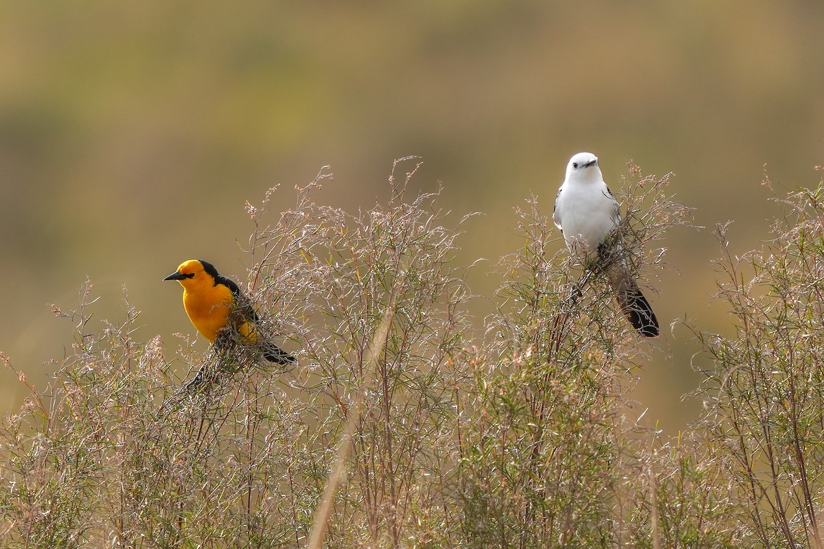 Saffron-cowled Blackbird - ML620448486