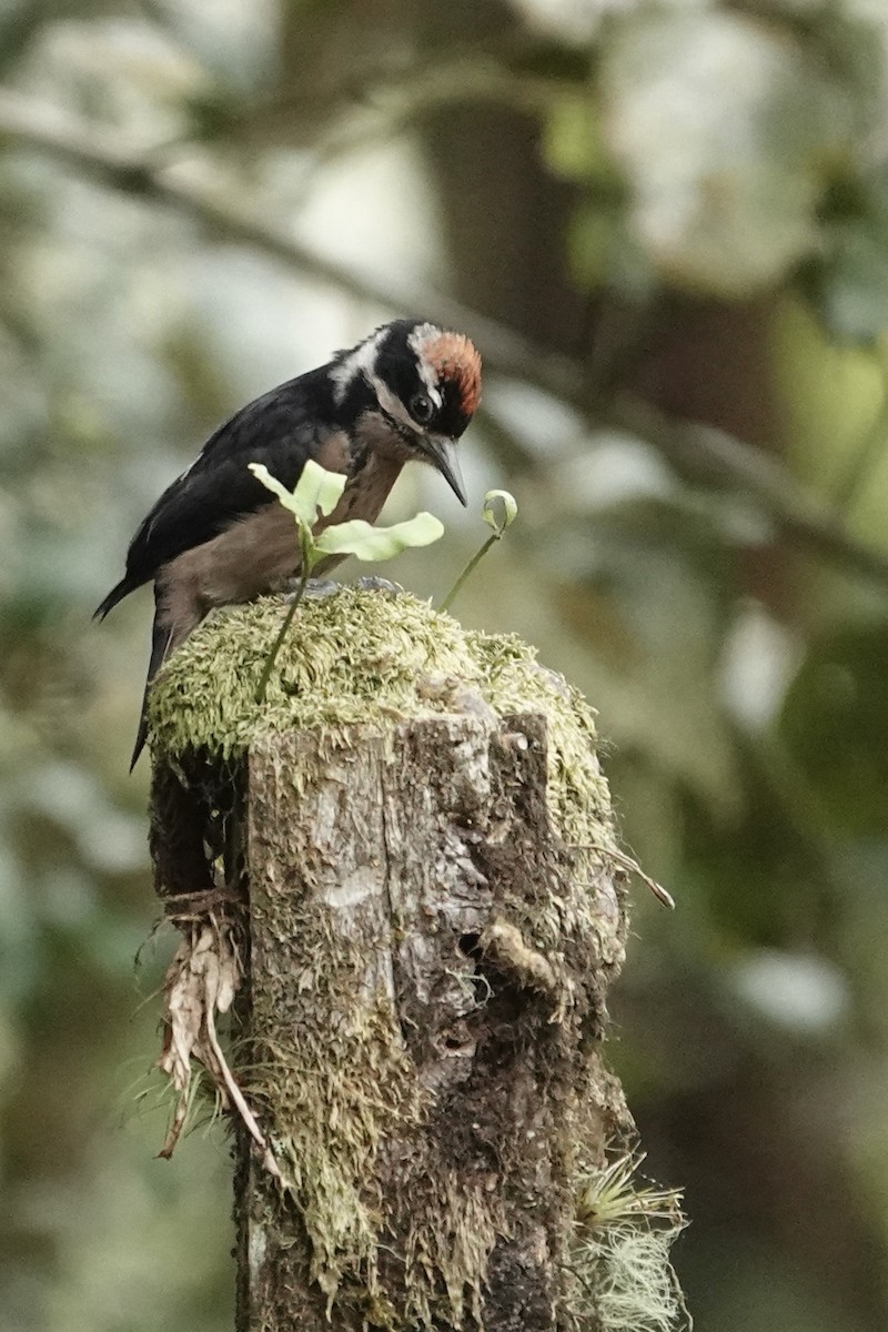 Hairy Woodpecker (Costa Rican) - ML620448488