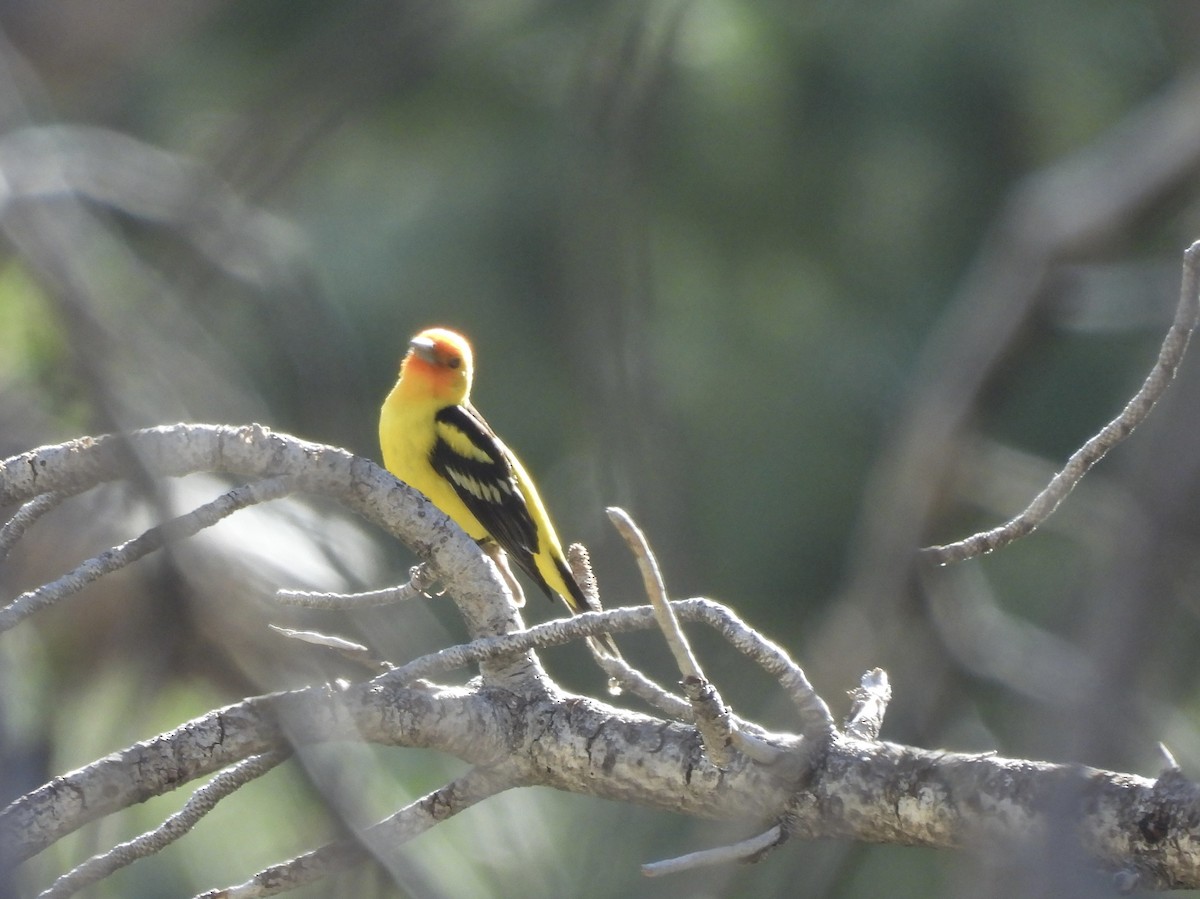 Western Tanager - ML620448489