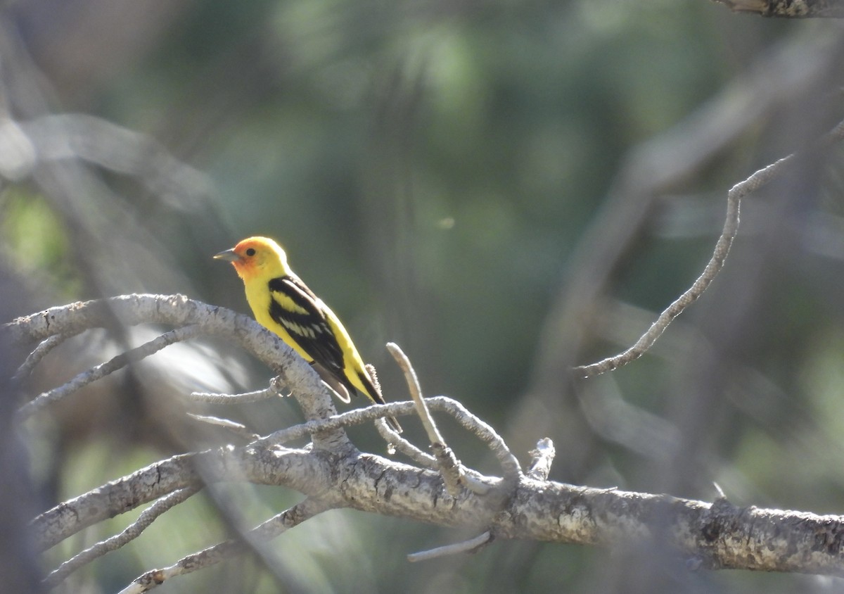 Western Tanager - ML620448490