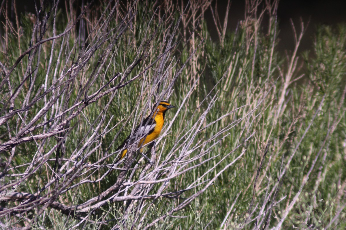 Bullock's Oriole - ML620448496