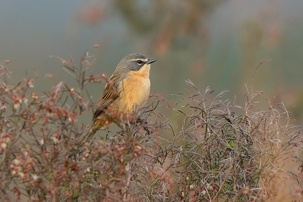 Long-tailed Reed Finch - ML620448499