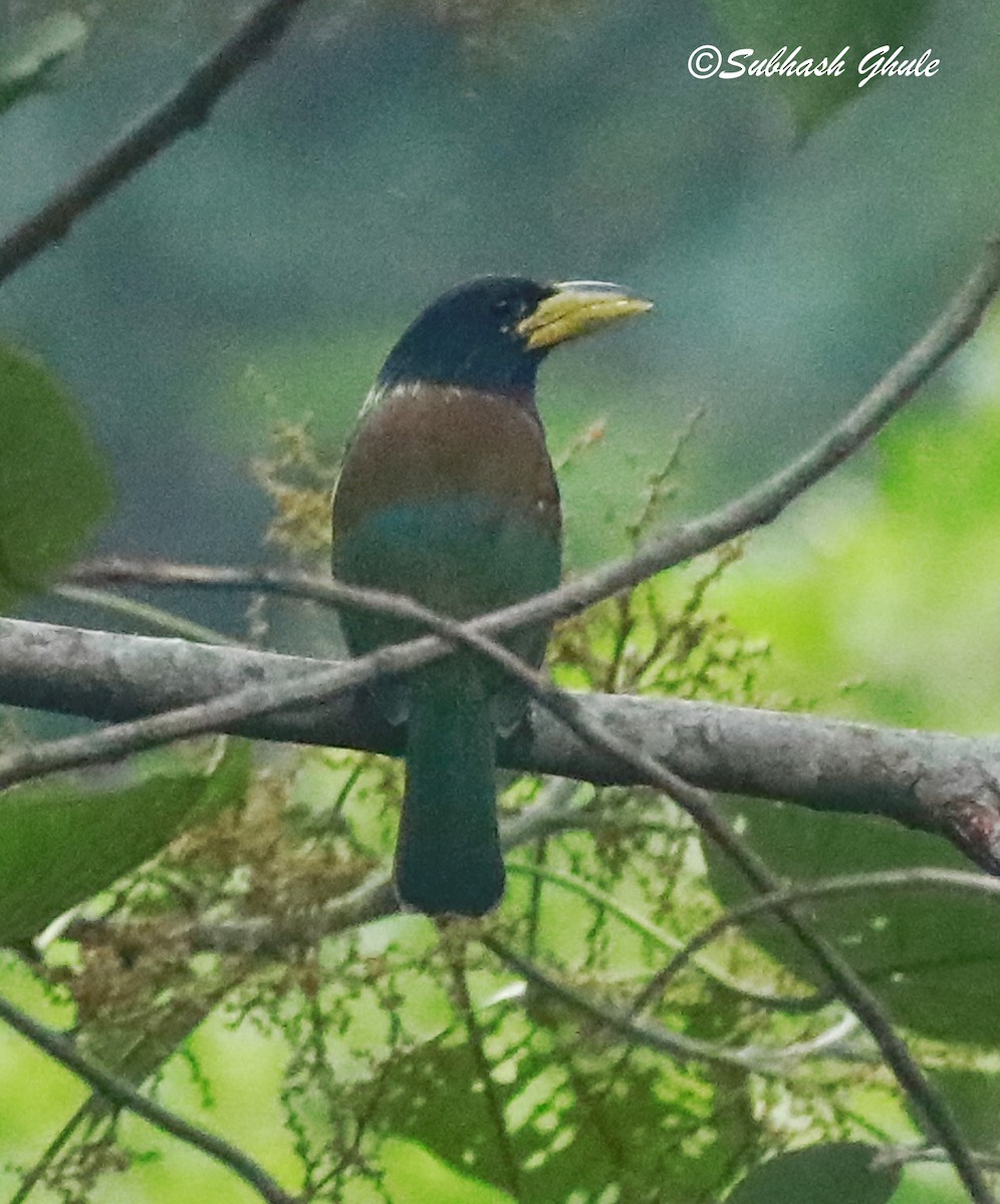 Great Barbet - ML620448502