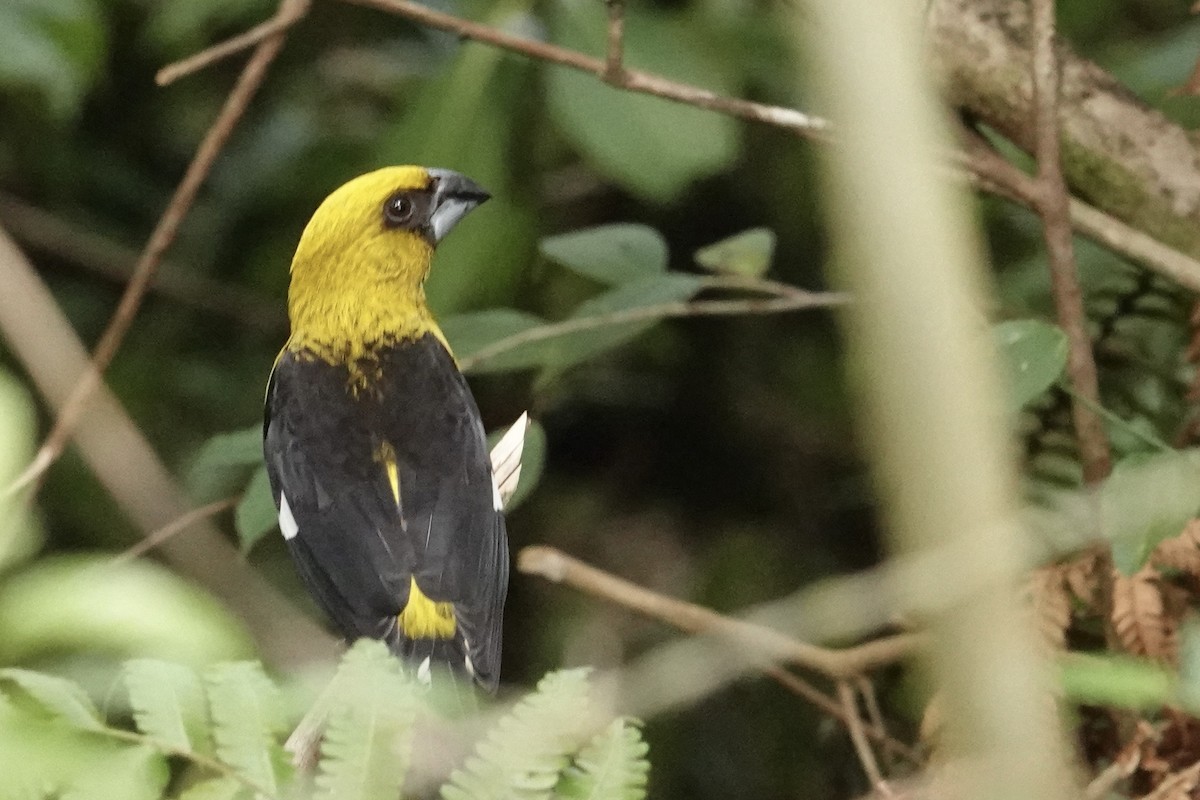 Black-thighed Grosbeak - ML620448505