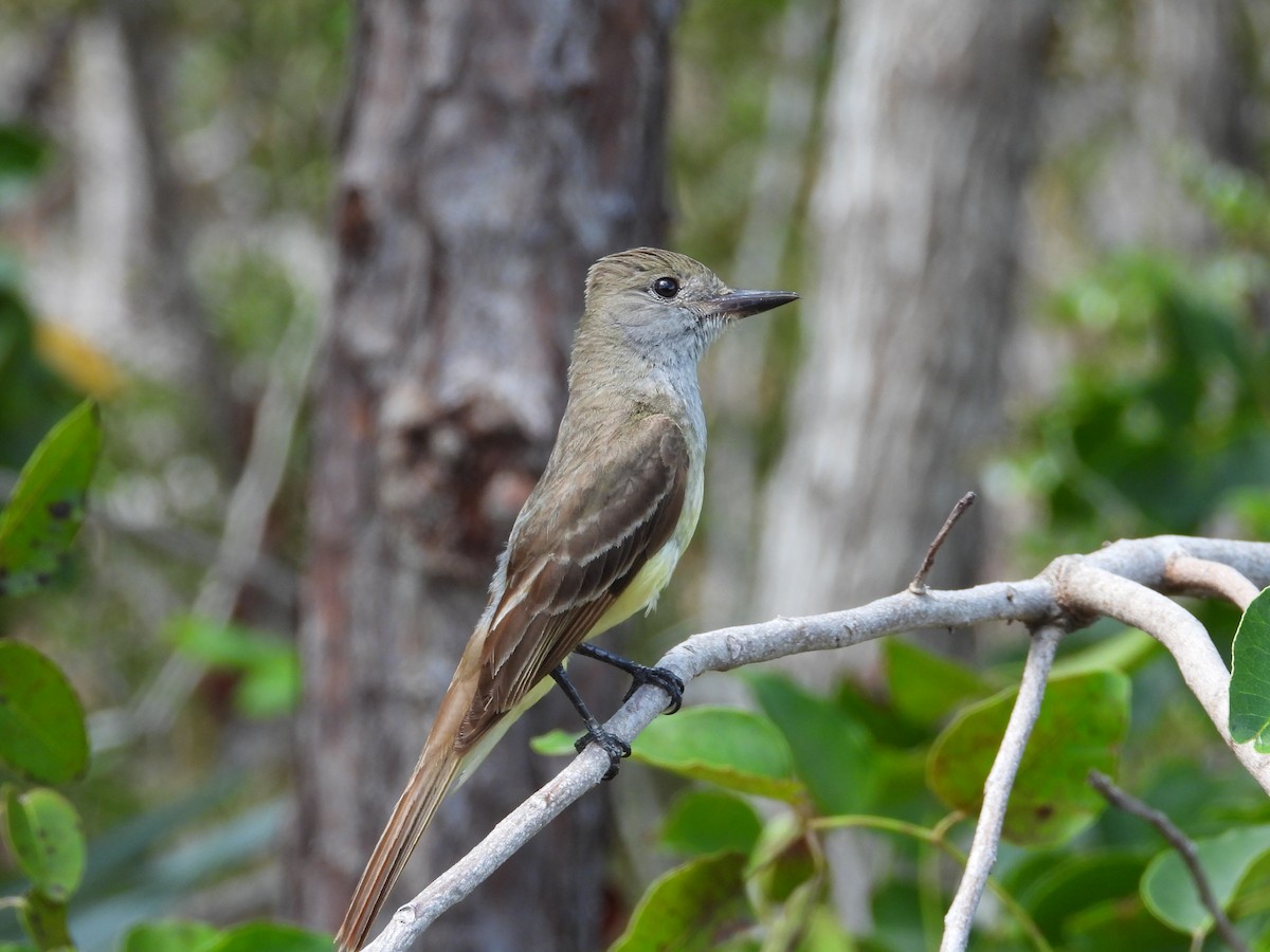 Great Crested Flycatcher - ML620448507