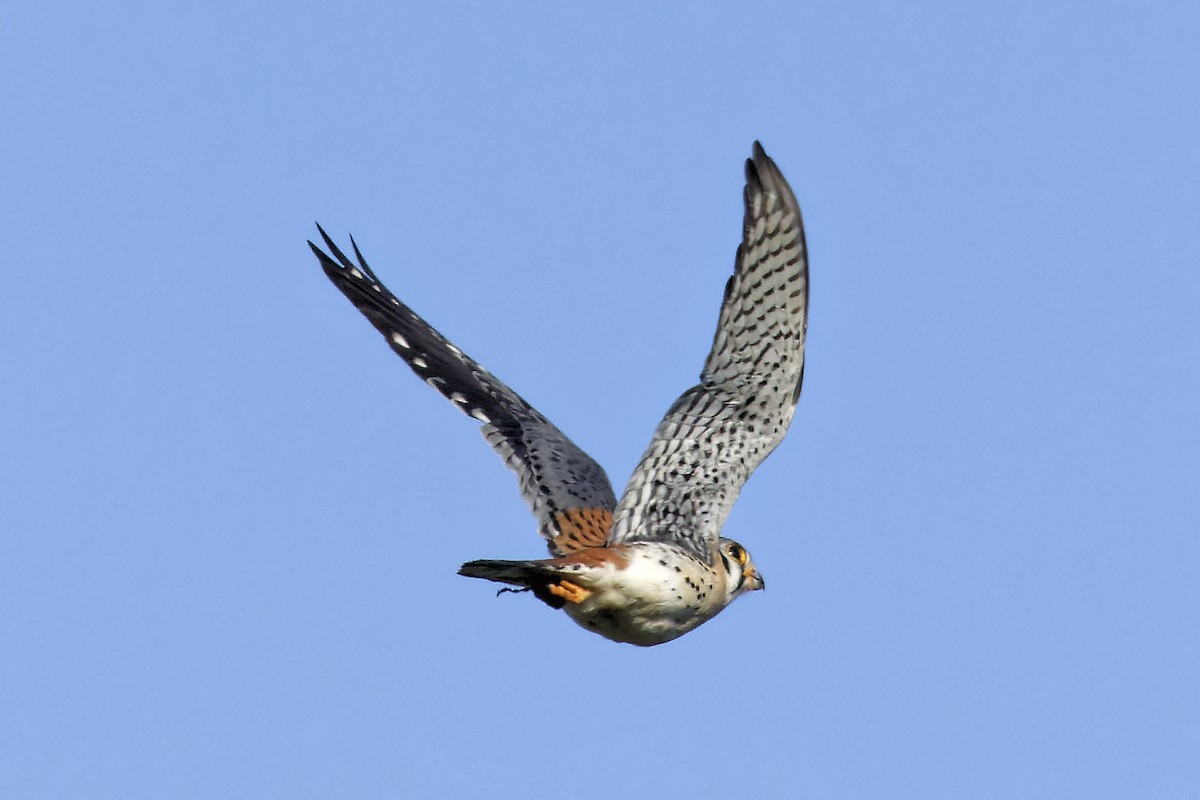 American Kestrel - Jim Figlar