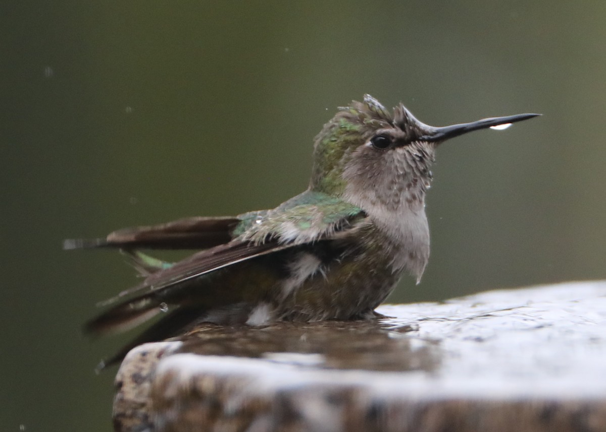 hummingbird sp. - ML620448510