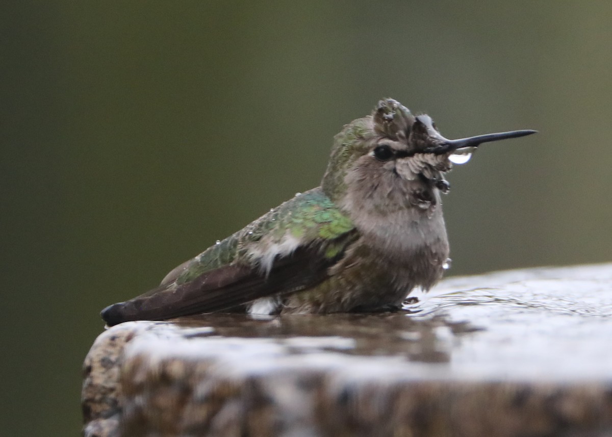hummingbird sp. - ML620448511