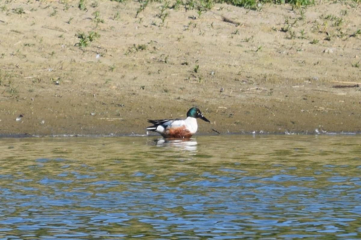 Canard souchet - ML620448513