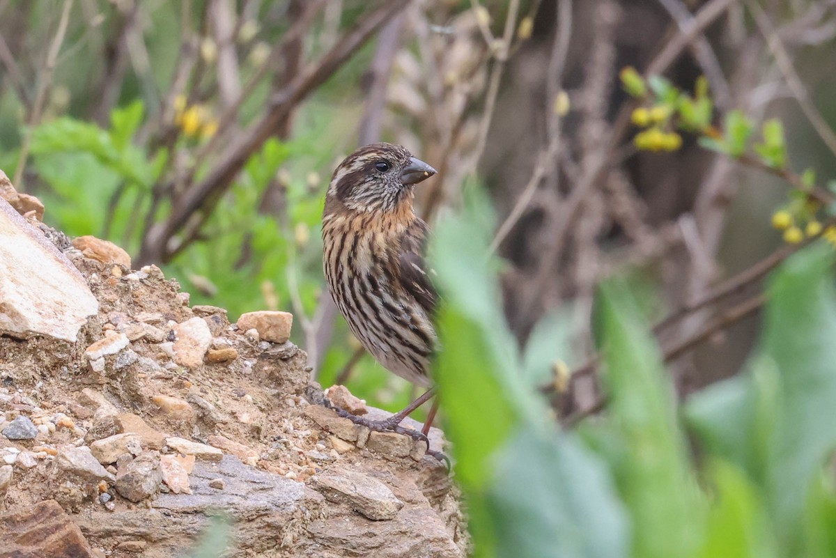 Himalayan White-browed Rosefinch - Allison Miller