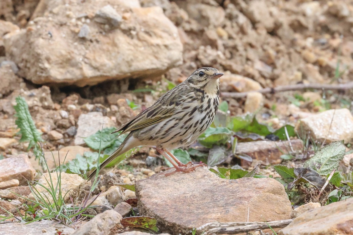 Olive-backed Pipit - ML620448521