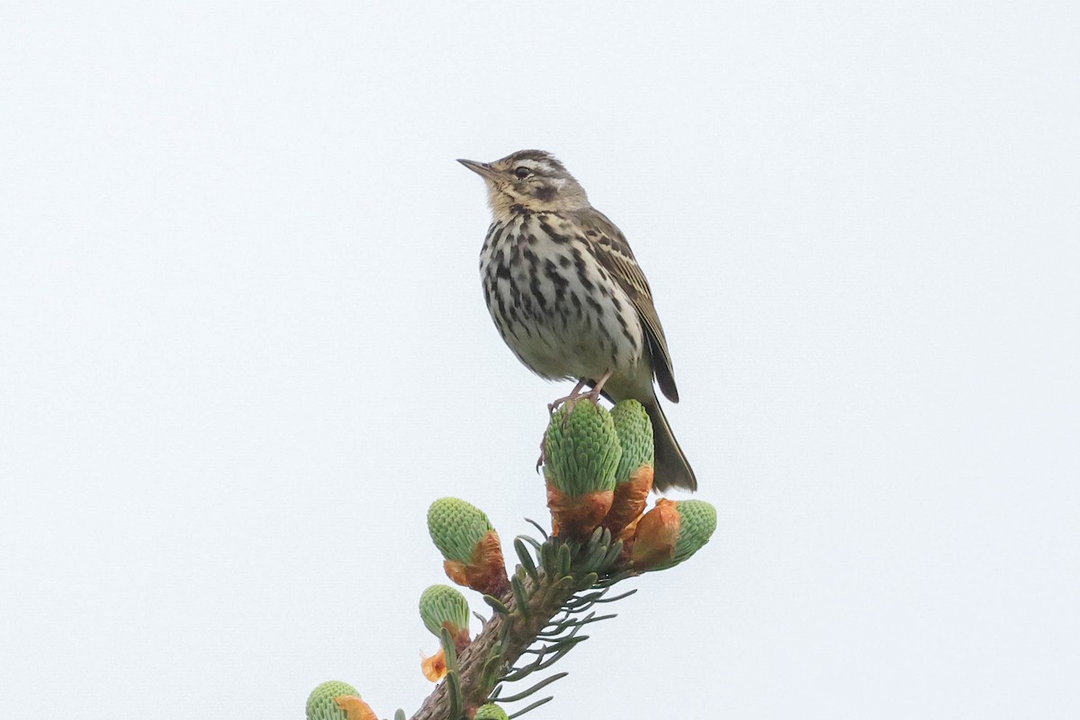 Olive-backed Pipit - ML620448522