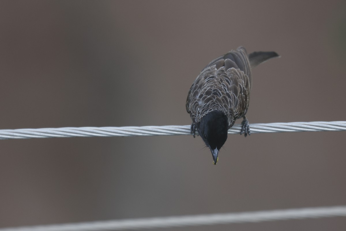 Red-vented Bulbul - ML620448527