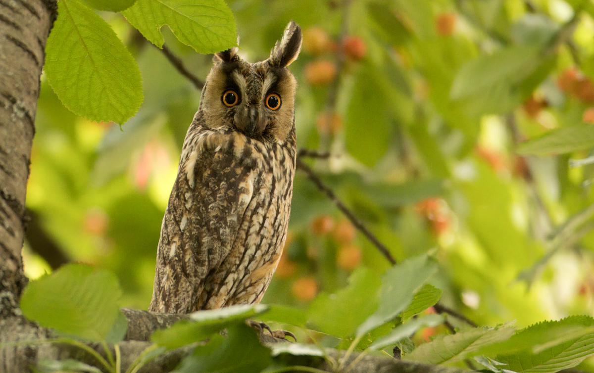 Long-eared Owl - ML620448534