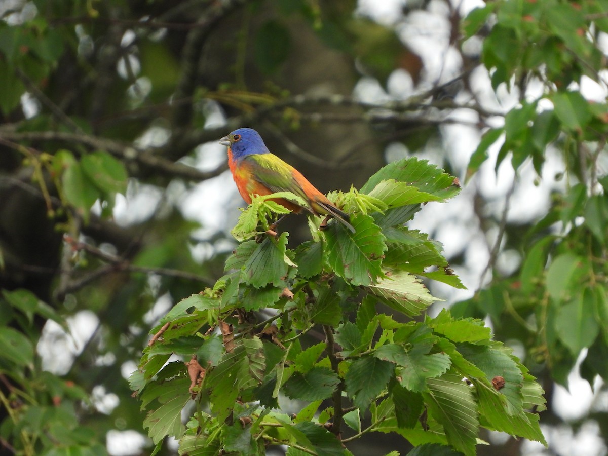 Painted Bunting - ML620448536