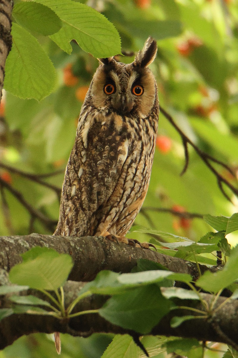 Long-eared Owl - ML620448538