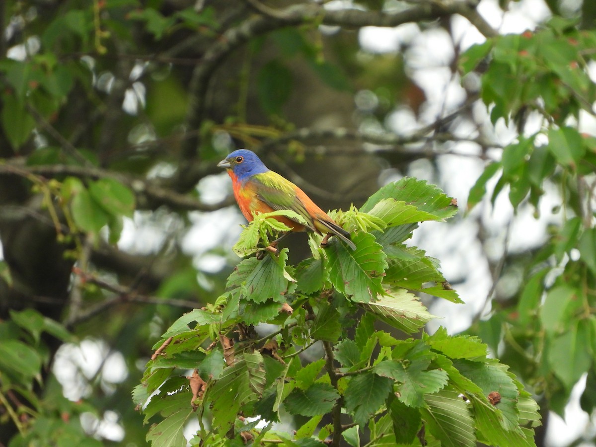 Painted Bunting - ML620448539