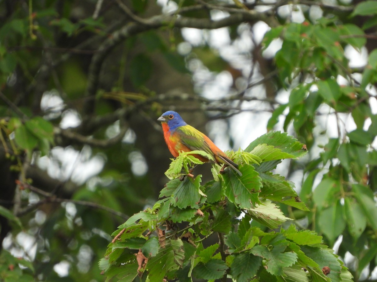 Painted Bunting - ML620448541